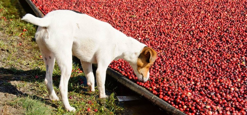 Os cães podem comer cranberries e cranberries secas?