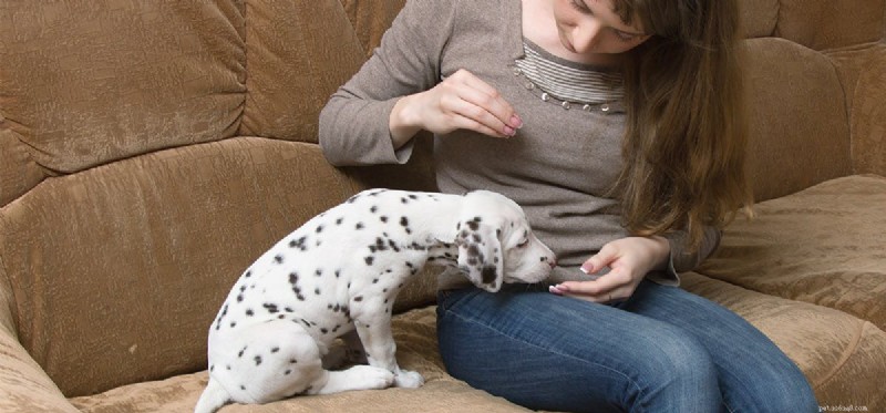 Les chiens peuvent-ils manger des canneberges et des canneberges séchées ?