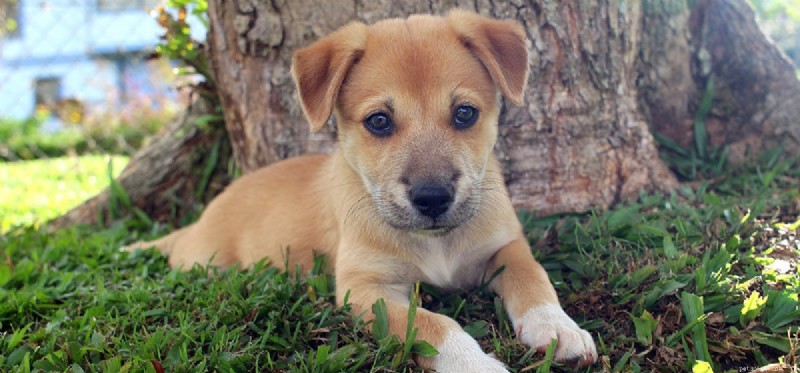 犬はドリアンの果実を食べることができますか?