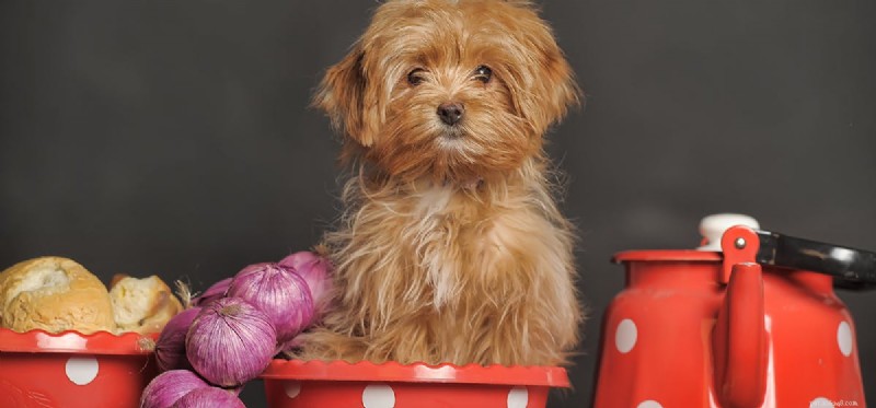 Os cães podem comer cebolas?