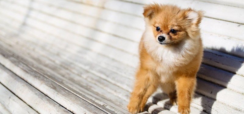 犬はドリアンの果実を食べることができますか?