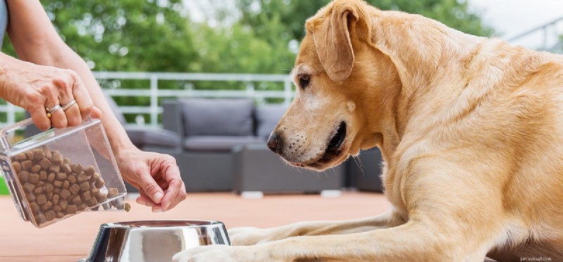 犬はタマネギを食べてもいい?