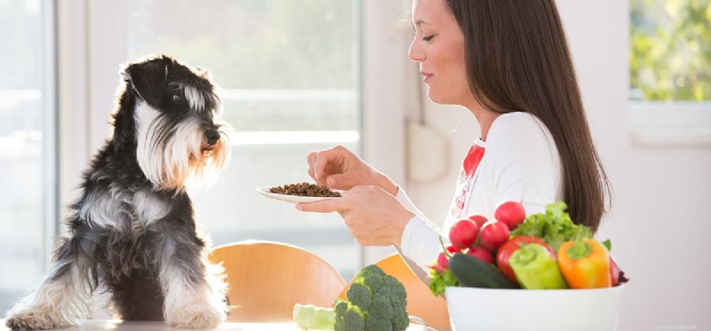 Můžou psi jíst cibuli?
