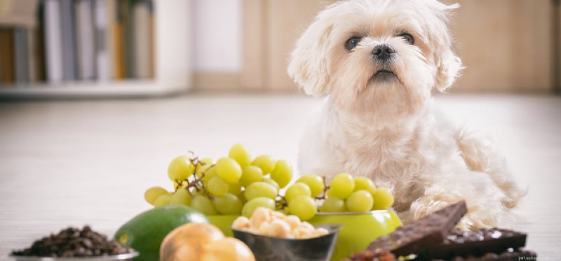 개가 양파를 먹을 수 있습니까?