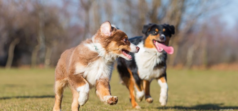 Mohou psi zažít vytrvalost?