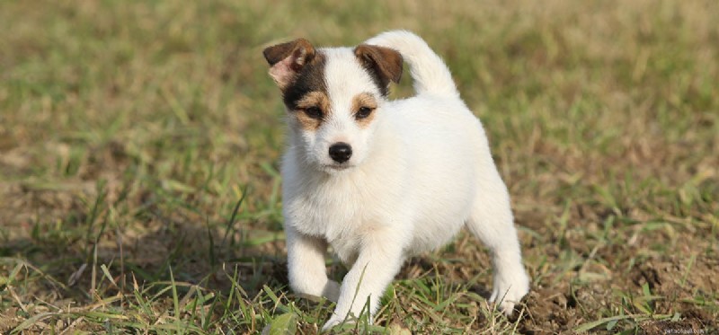 Os cães podem fingir ser pacíficos?