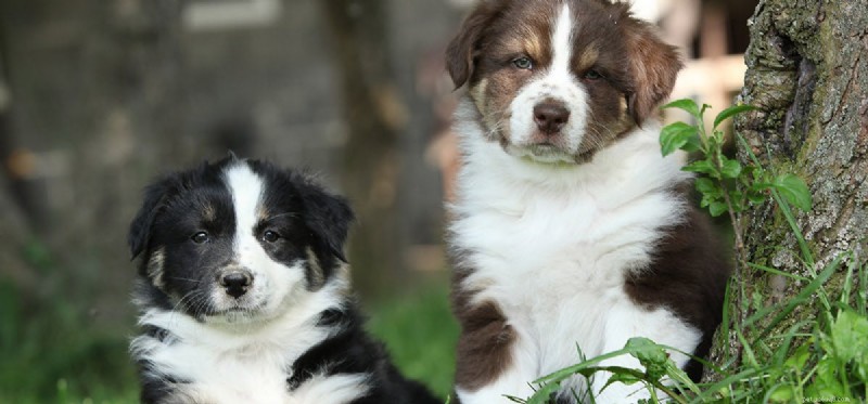 Les chiens peuvent-ils faire semblant d être paisibles ?