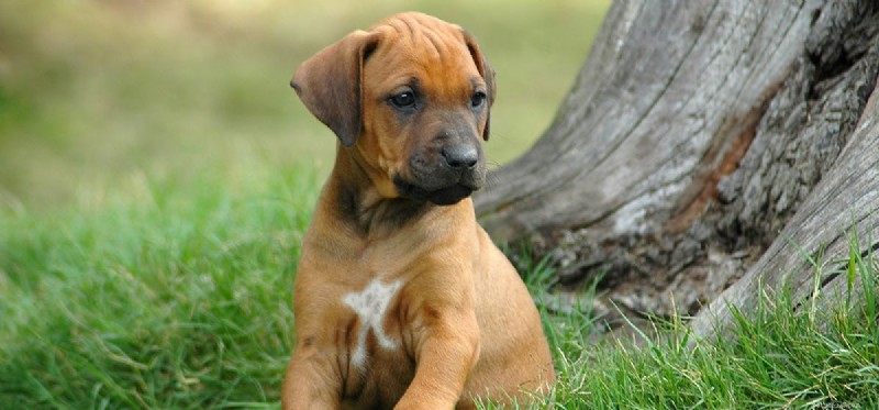 Os cães podem fingir ser orgulhosos?