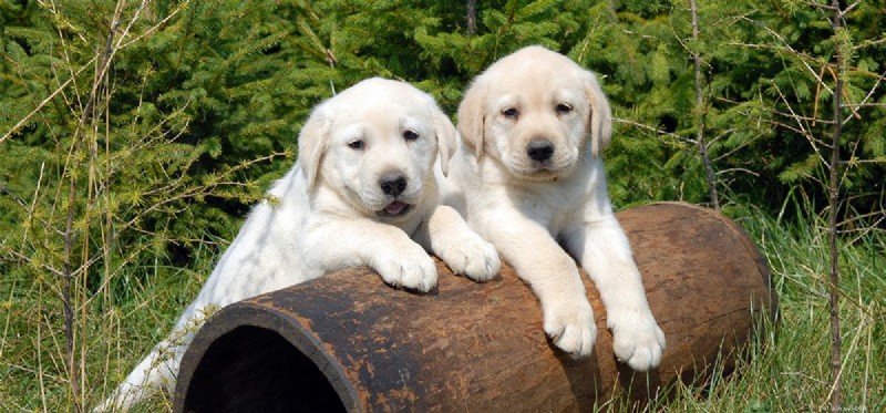 Les chiens peuvent-ils faire semblant d être fiers ?