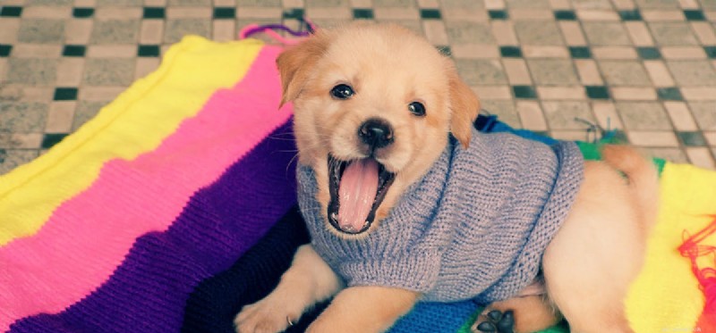 Les chiens peuvent-ils simuler l enthousiasme ?