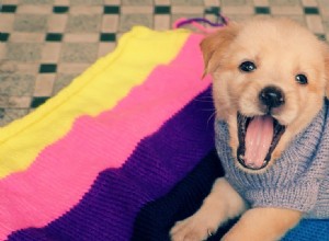 Могут ли собаки изображать энтузиазм?