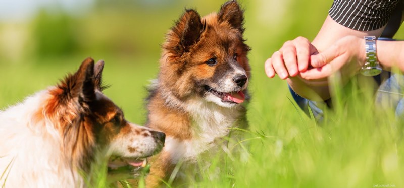 Les chiens peuvent-ils simuler l enthousiasme ?
