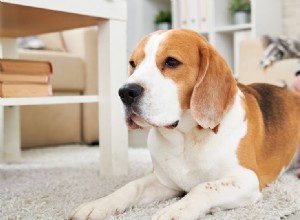 犬は有罪を偽装できますか?