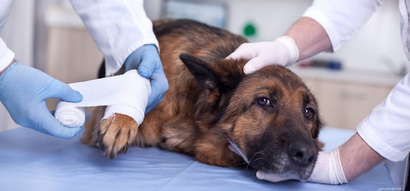 I cani possono falsificare lesioni?