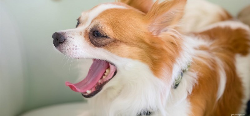 I cani possono sbadigliare finta?
