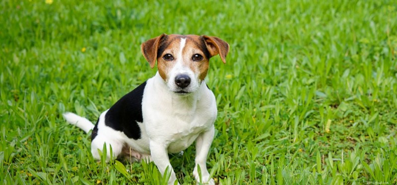 I cani possono fingere di starnutire?