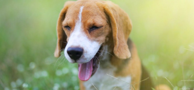 犬は偽のあくびをすることができますか?