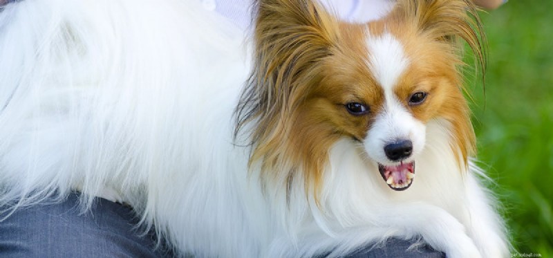 Můžou psi předstírat zívání?