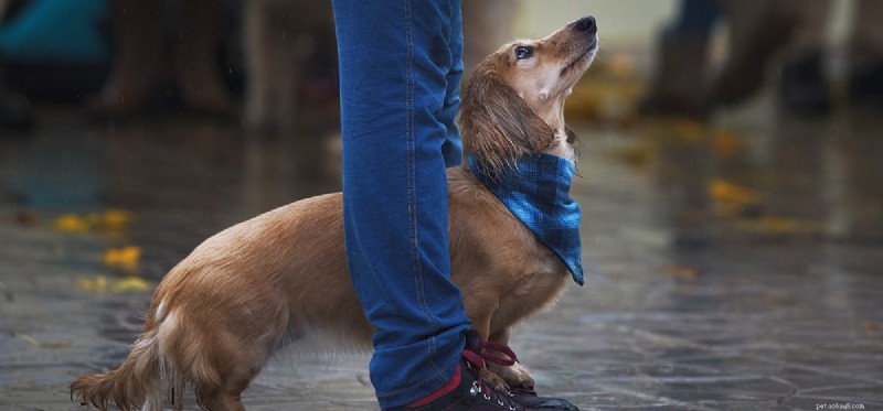 Могут ли собаки чувствовать привязанность?