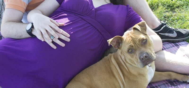 Os cães podem sentir os bebês se mexerem no útero?