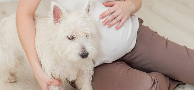 Os cães podem sentir os bebês se mexerem no útero?
