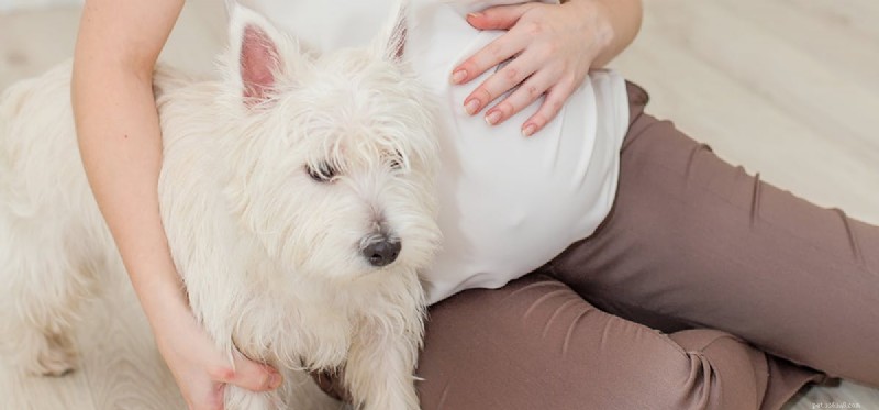 I cani possono sentire i bambini che si muovono in Utero?