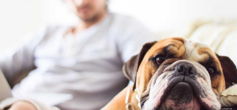 Kunnen honden slechte energie voelen?