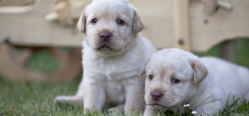 Les chiens peuvent-ils se sentir trahis ?