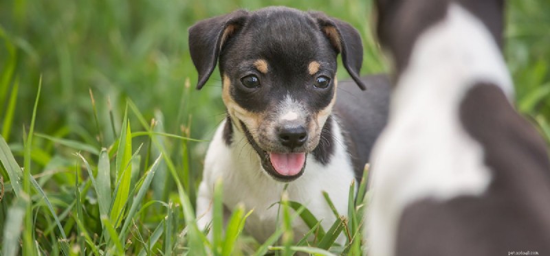 Os cães podem se sentir traídos?