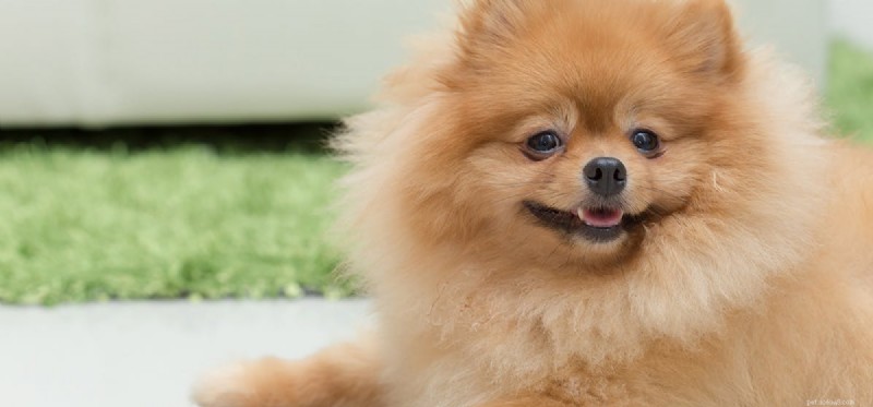 Kan hundar känna sig glada?