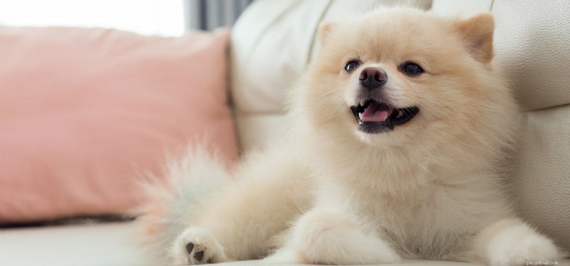 Kunnen honden vrolijkheid voelen?