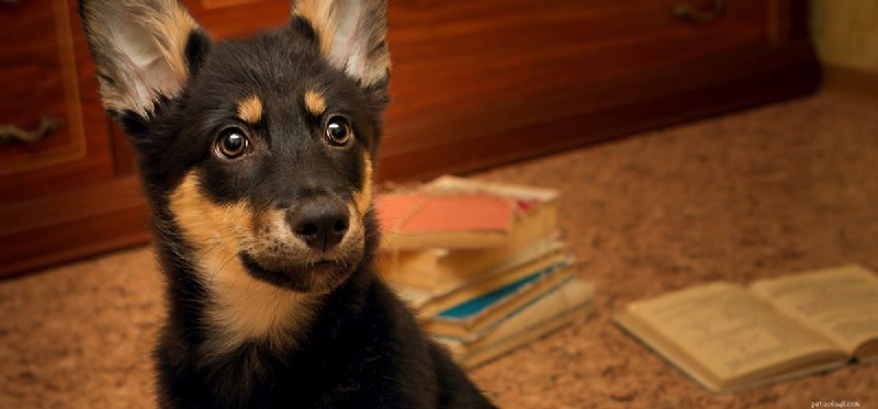 Могут ли собаки испытывать клаустрофобию?