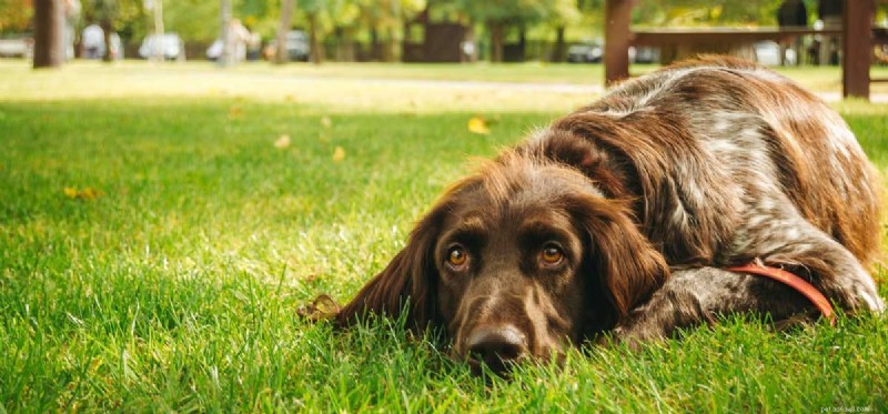 Můžou psi pociťovat depresi?
