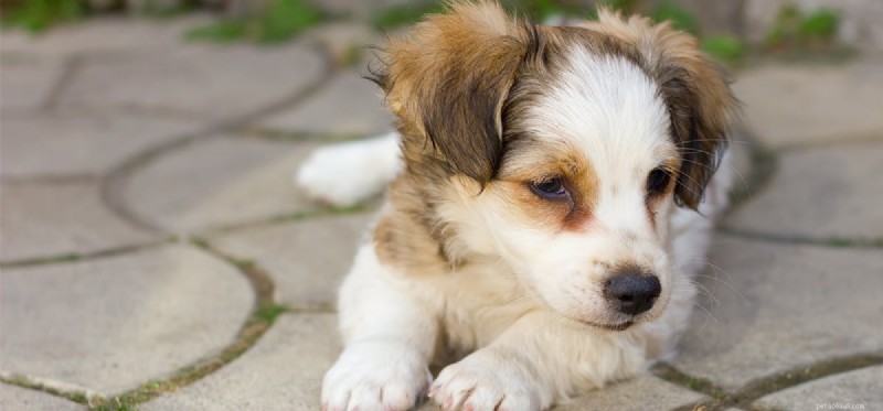 Les chiens peuvent-ils ressentir la dysphorie ?