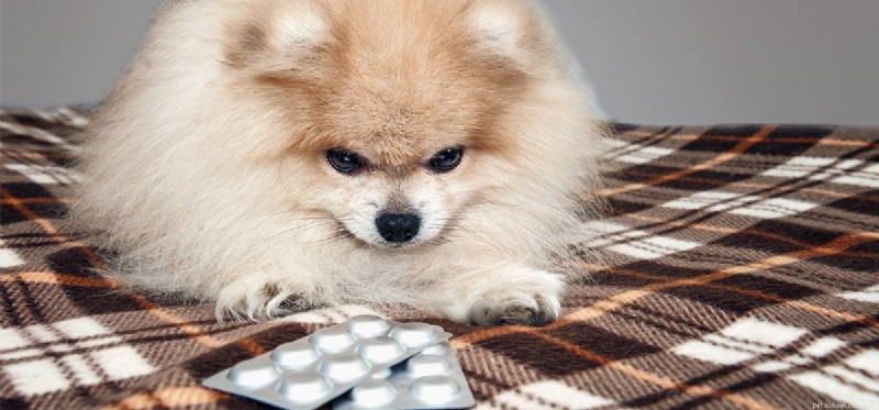 Могут ли собаки чувствовать дисфорию?