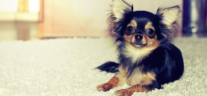 Kunnen honden euthanasie voelen?