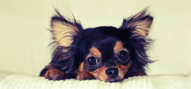 Les chiens peuvent-ils sentir l euthanasie ?