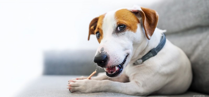 Kunnen honden euthanasie voelen?