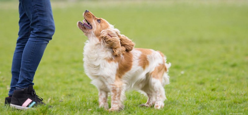 犬は興奮を感じますか?