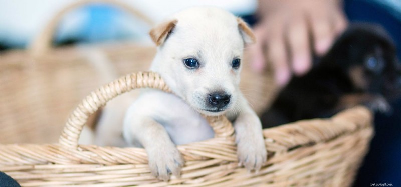 犬は興奮を感じますか?