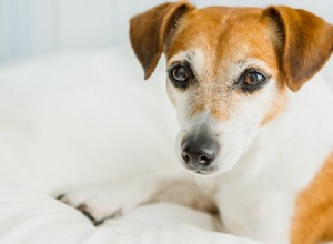犬は罪悪感を感じることができますか?