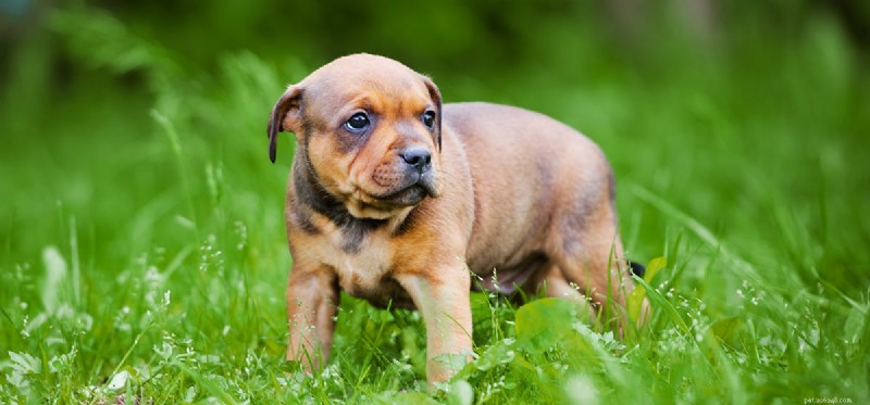 Kunnen honden zich lastiggevallen voelen?