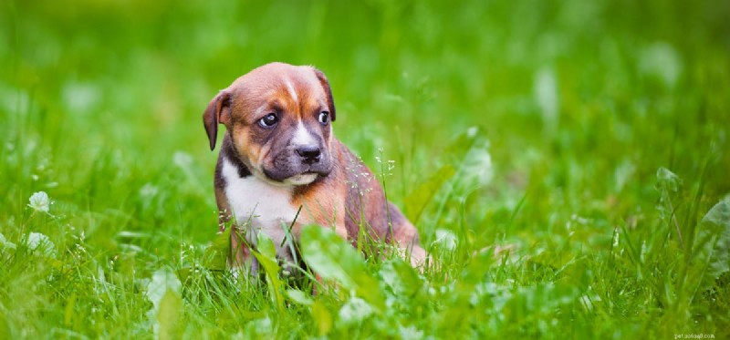 Kunnen honden zich lastiggevallen voelen?