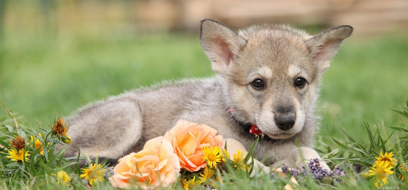 Os cães podem sentir harmonia?