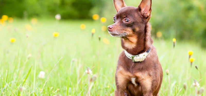 Kunnen honden harmonie voelen?