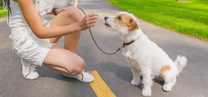 Kunnen honden hete stoep voelen?