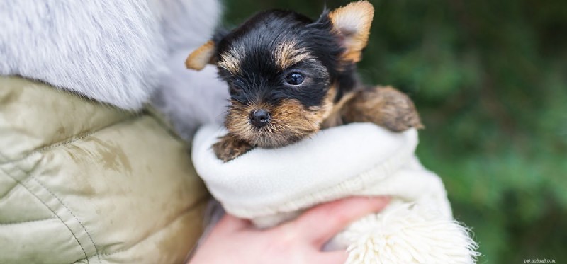 犬は不安を感じることがありますか?