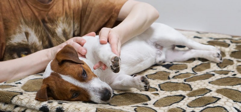 Os cães podem sentir massagens?