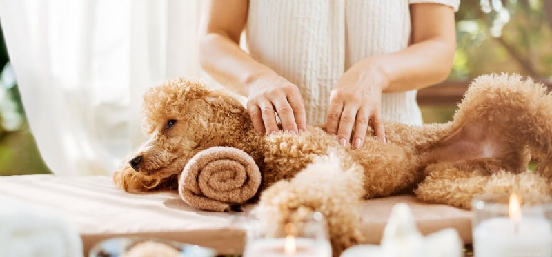 Os cães podem sentir massagens?