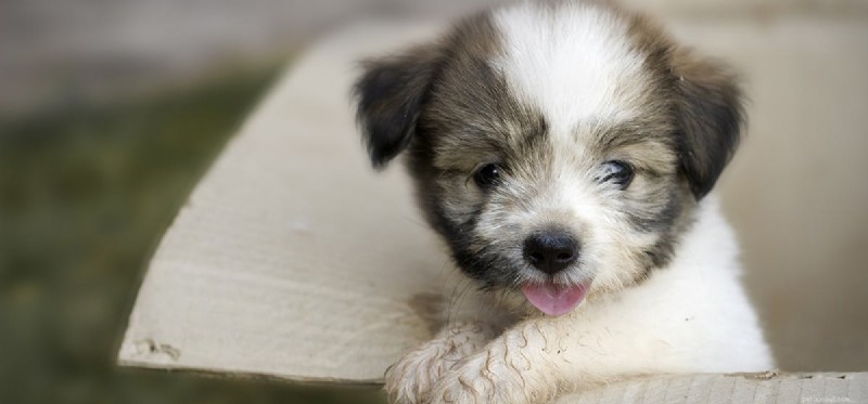 Les chiens peuvent-ils se sentir négligés ?